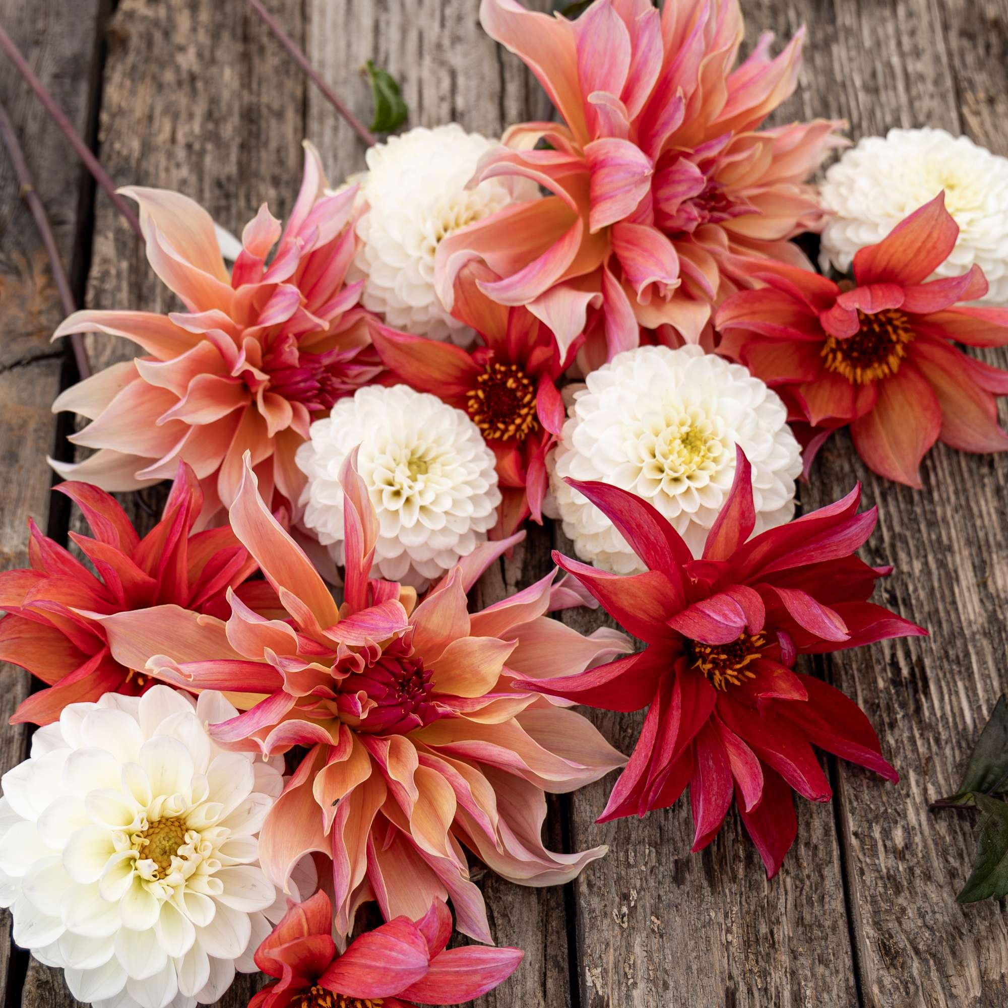 Dahliamix 'Snowberry'